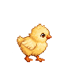 Grassland chick